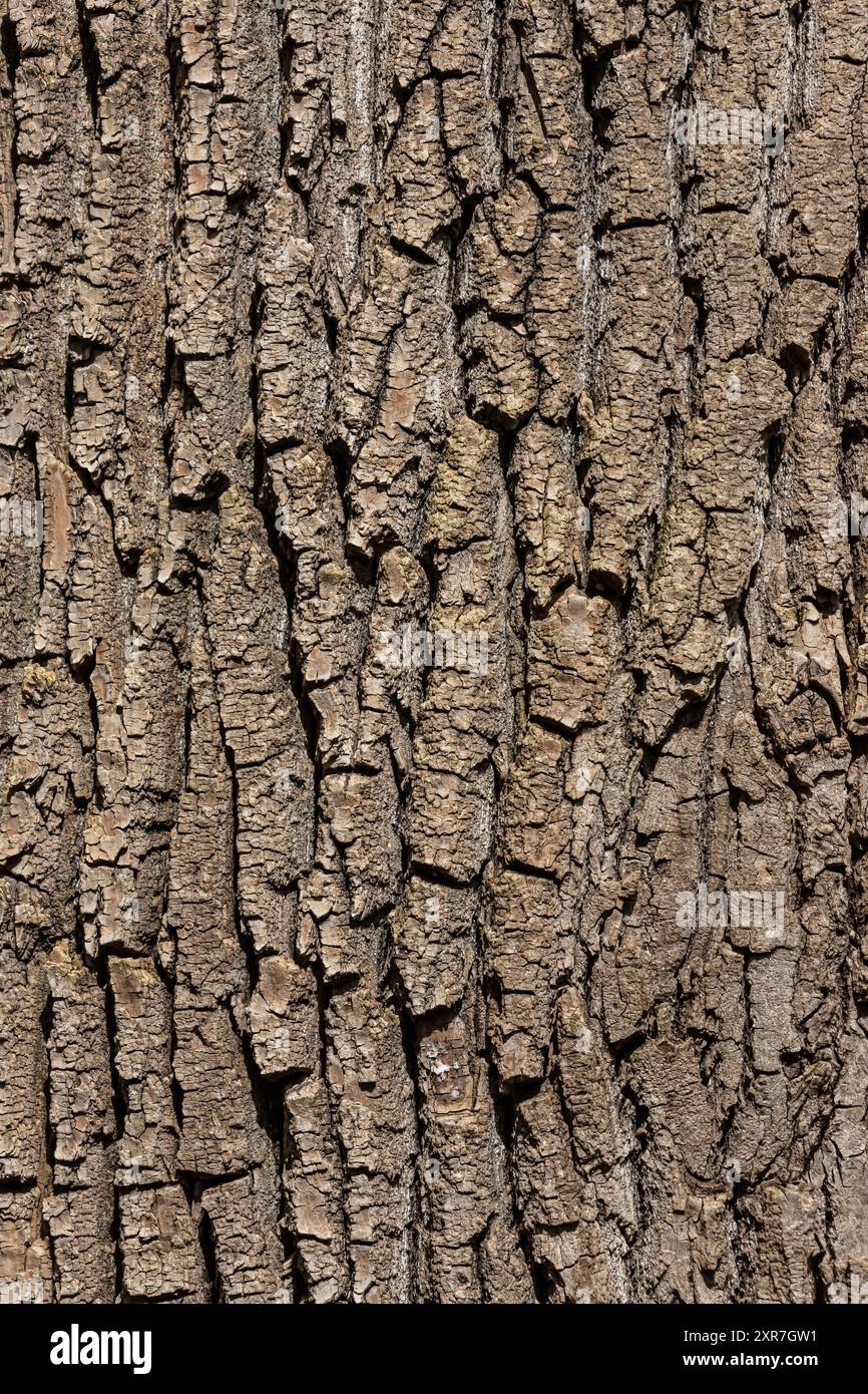 Bark Tree Seamless Tileable Texture Hi res Stock Photography And Images Alamy