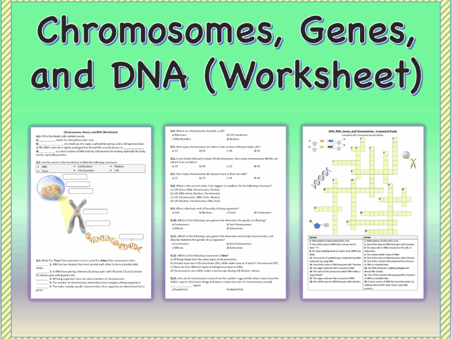 Chromosomes Genes And DNA Worksheet Printable And Distance Learning Made By Teachers