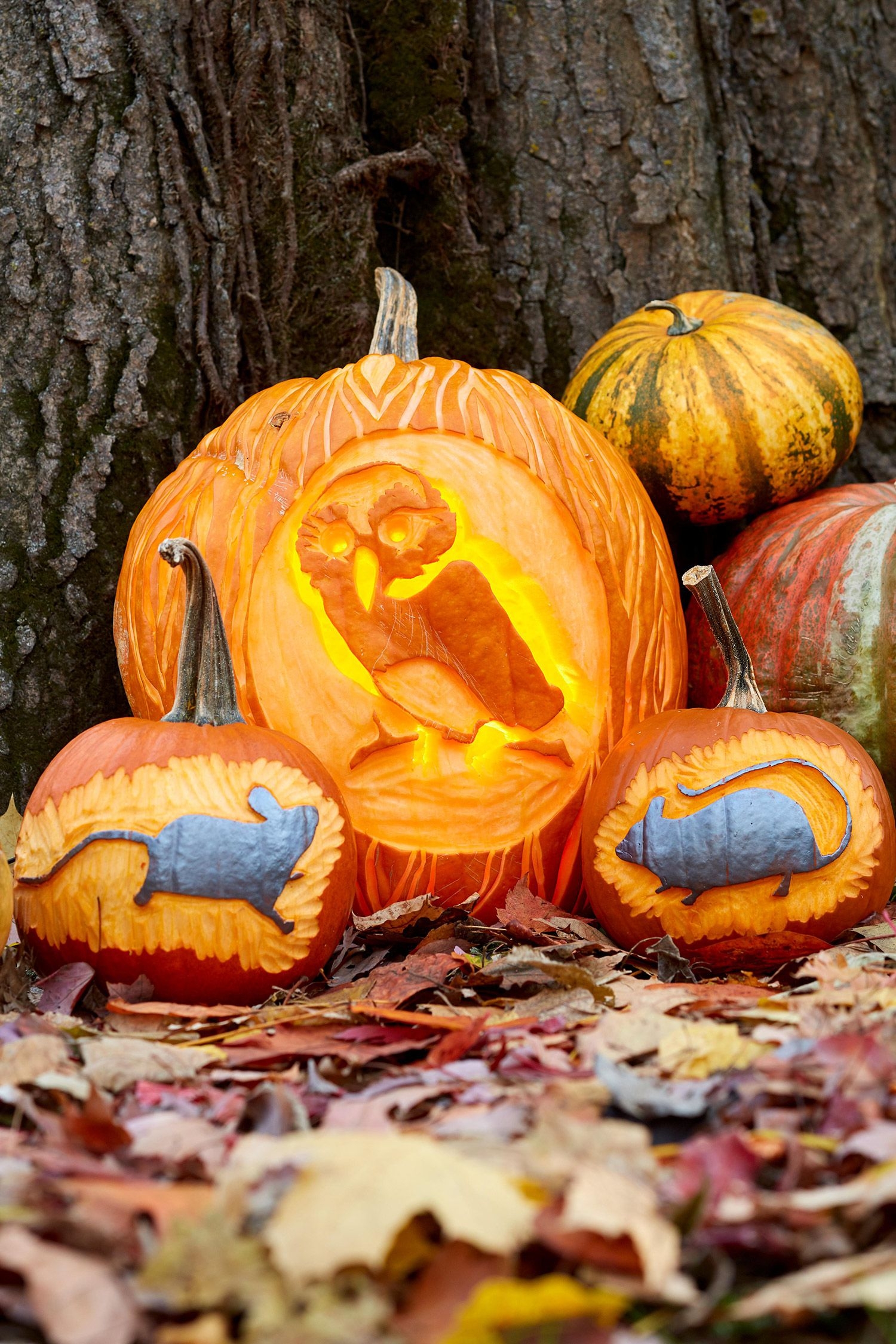 Cute Patterns For A Witch Face Pumpkin Carving And More