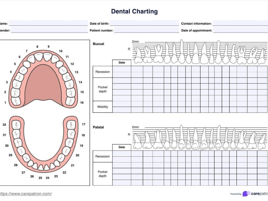 Dental Charting Template Example Free PDF Download