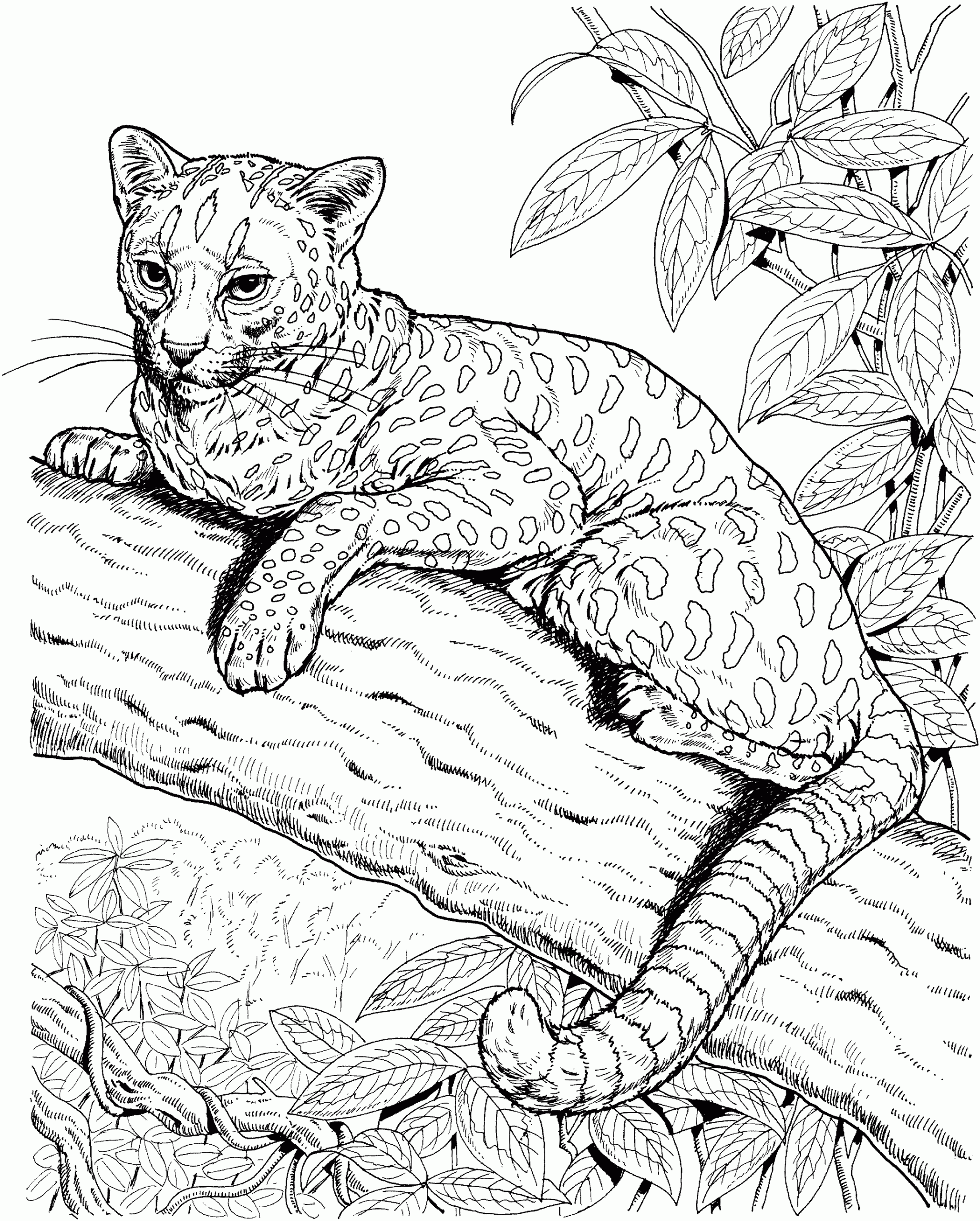 Free Jaguar Coloring Pages