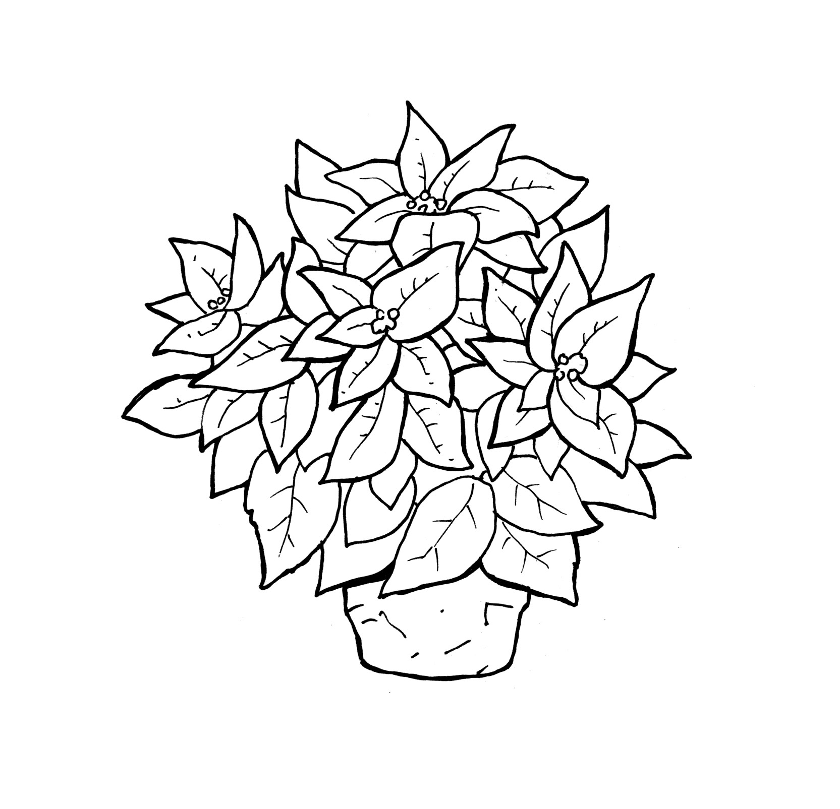 Poinsettia Coloring Pages Printable