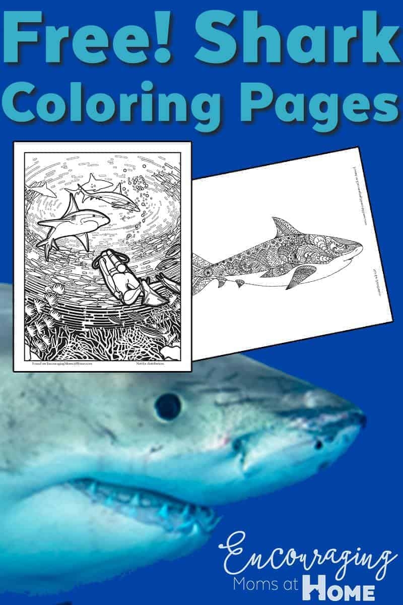 Free Printable Coloring Pages Shark Week