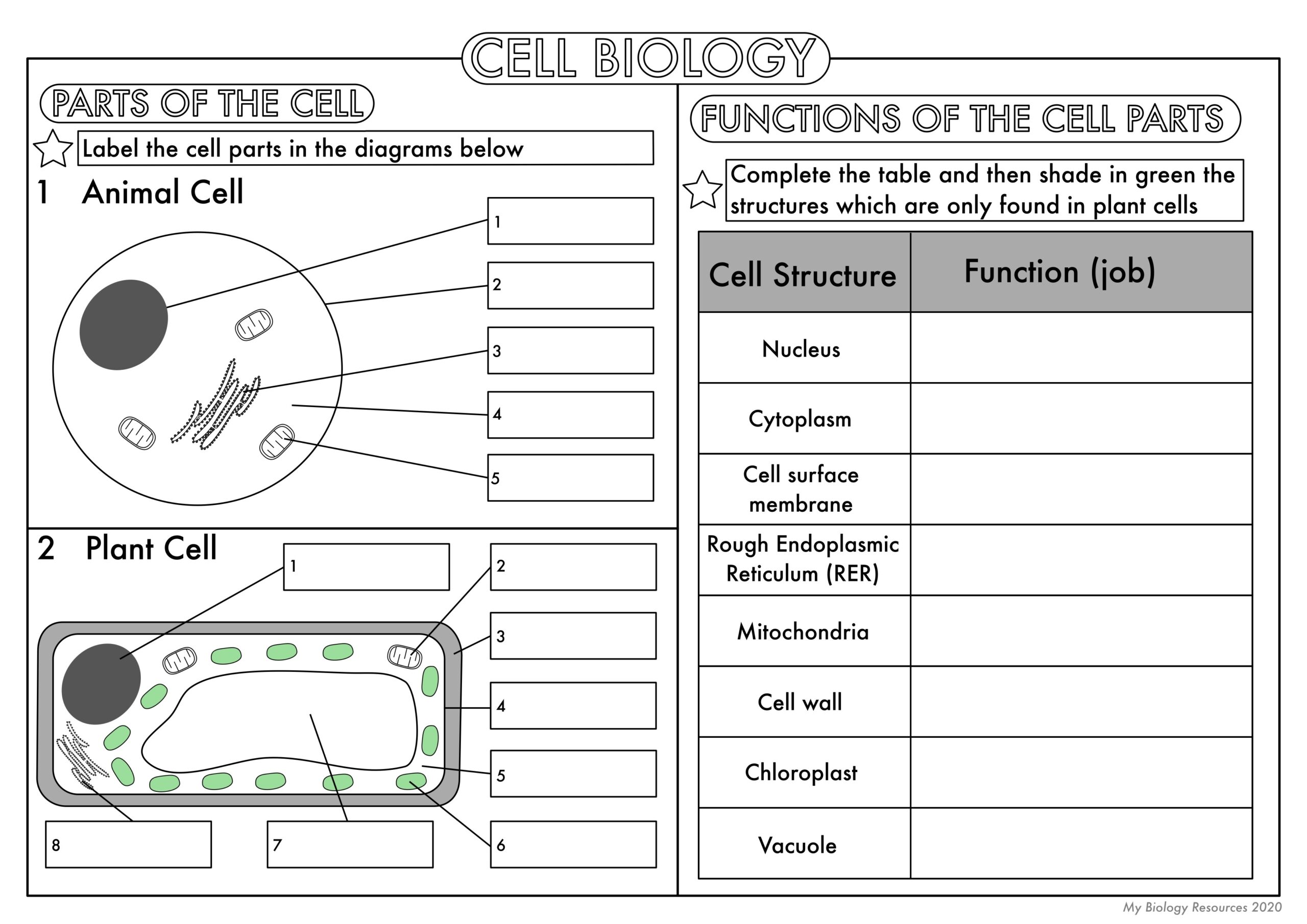 GCSE Biology Cell Biology Worksheet Pack UPDATED Teaching Resources Worksheets Library