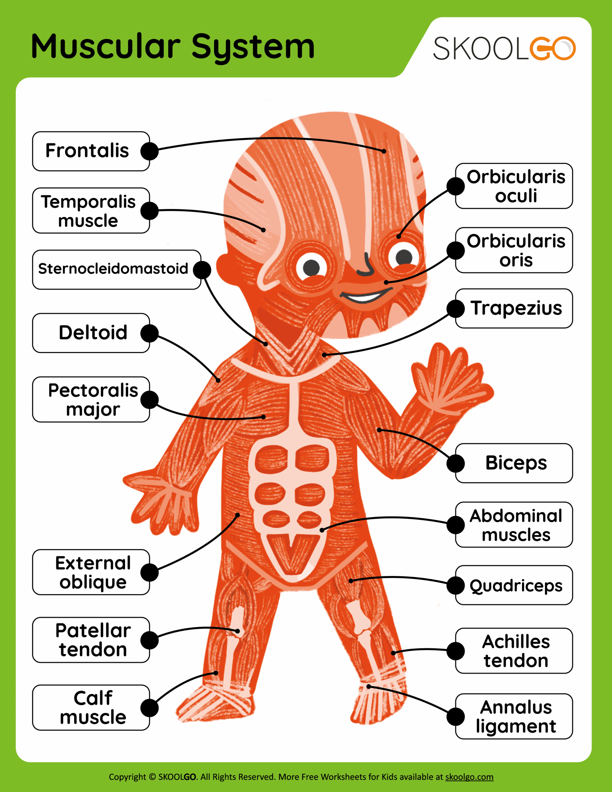 Muscular System Free Worksheet For Kids SKOOLGO