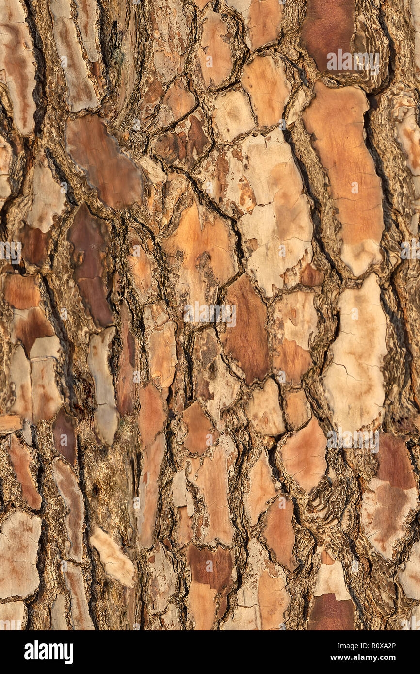 Seamless Colorful Pattern Of Old Bark Pine Tree Texture For Print And Wale Of Fabric In Wooden Background Close Up Brown Tileable Texture Stock Photo Alamy