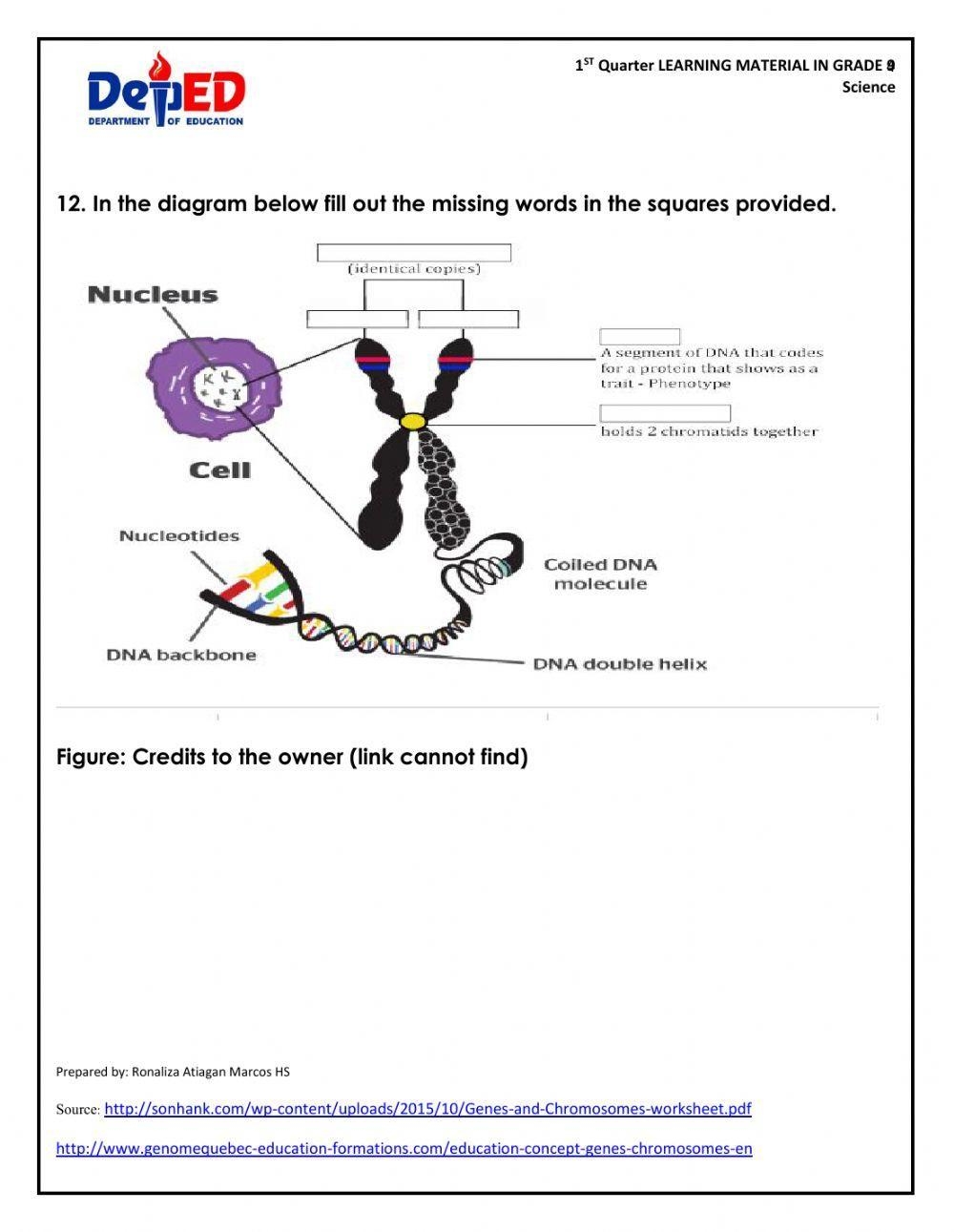 WORKSHEET On GENES And CHROMOSOMES Worksheet Live Worksheets Worksheets Library